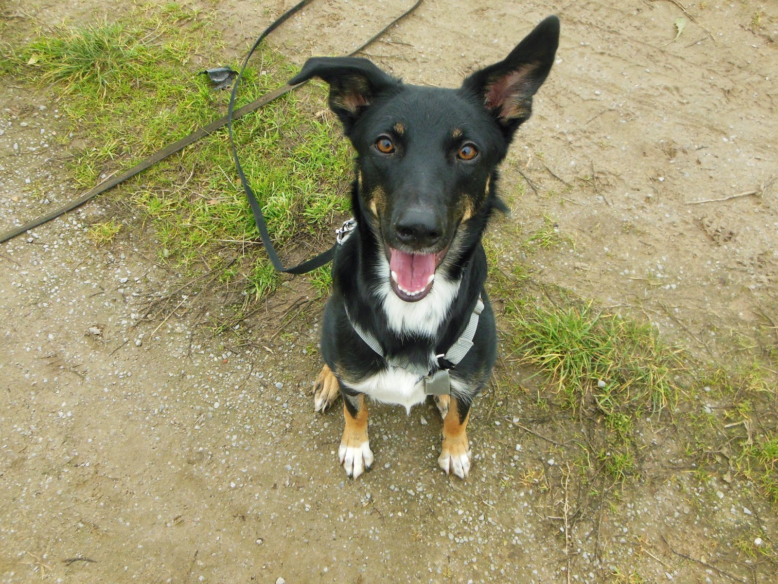 pflegestelle_hund — Der Hundeblog