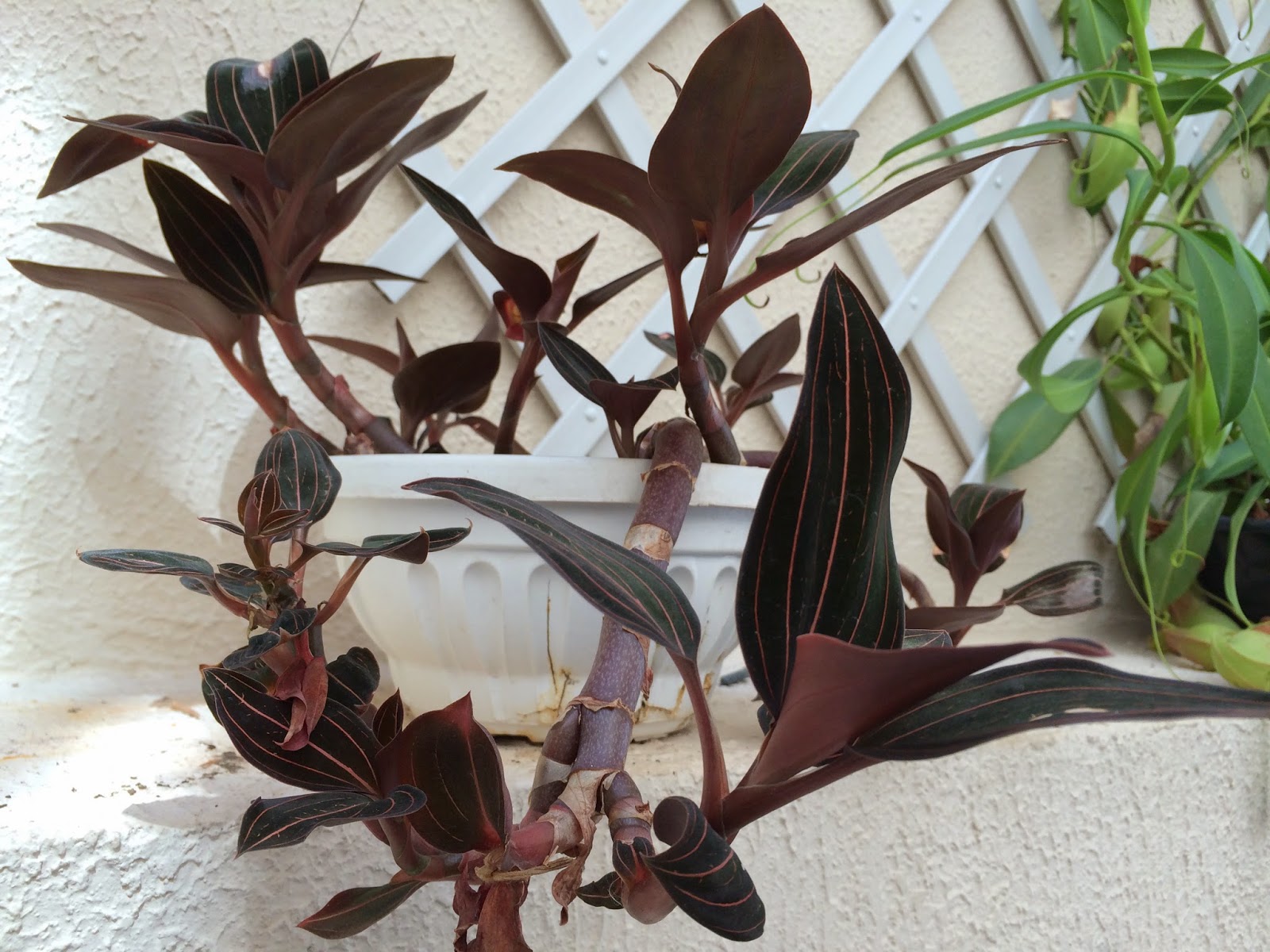 Memórias de Felicia: Ludísia discolor - 003 - A orquídea de folhas vermelhas