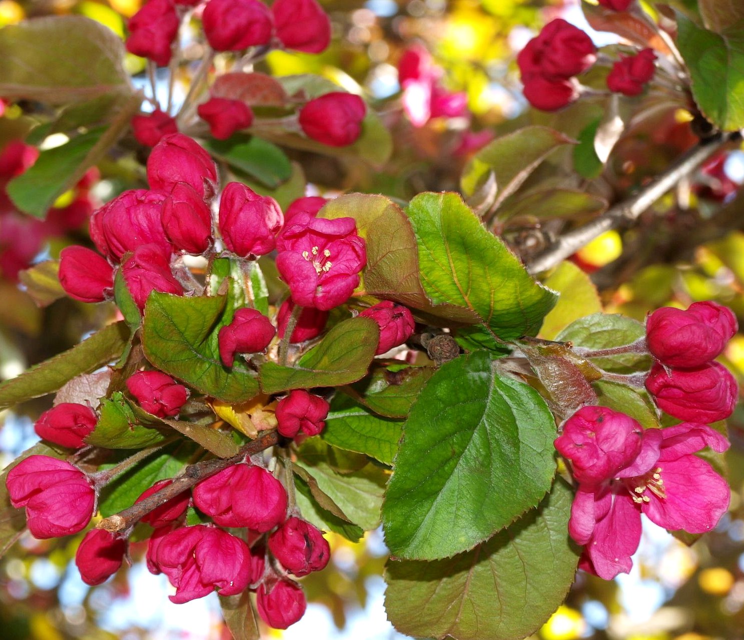 Mark's Veg Plot The Crab Apple tree