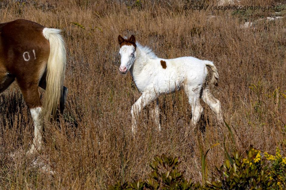 Critter Sitter's Blog Medicine Hat Markings and War Markings in