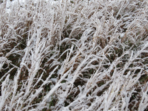 snow on grass