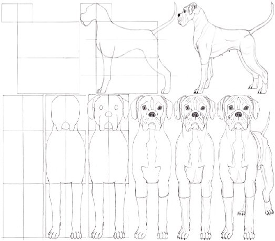 DESENHAR ANIMAIS, como desenhar, desenho para desenhar, desenho