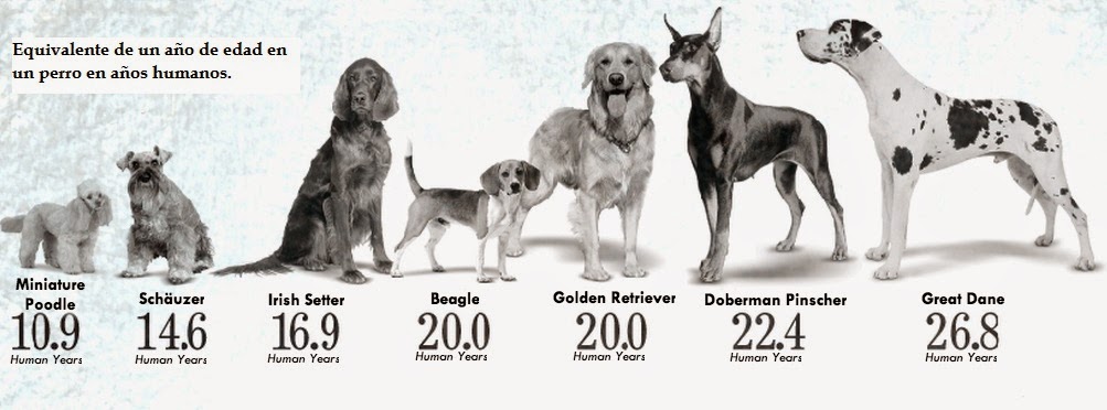 Cuanto Equivale Un Año De Perro En Vida Humana Noticias Del Perro