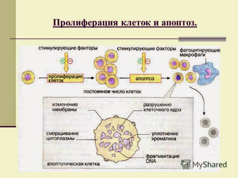 Макрофаги антитела. Пролиферация клеток иммунология. Пролиферация опухолевых клеток. Пролиферация это в патологии. Пролиферация и апоптоз клеток.