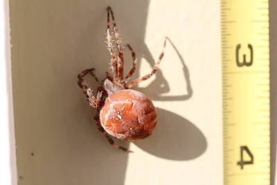 Garden Orb Weaver