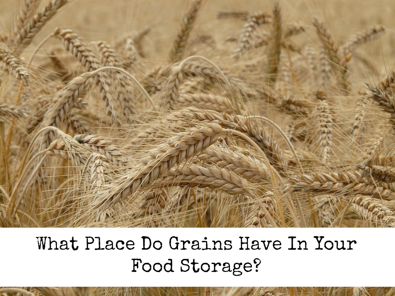 What Place Do Grains Have In Your Food Storage? Living Life in Rural Iowa