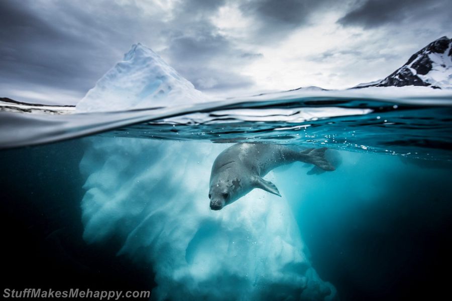 Underwater Photography - Underwater Photographer of The Year 2019