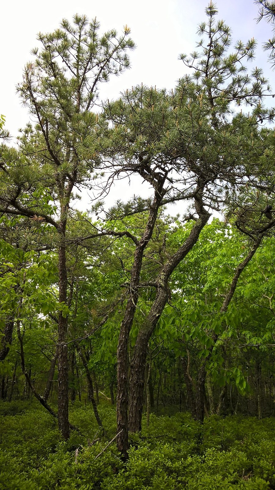 Connecticut Master Naturalist Blog The Pitch Pine Forest A Rare Ecosystem