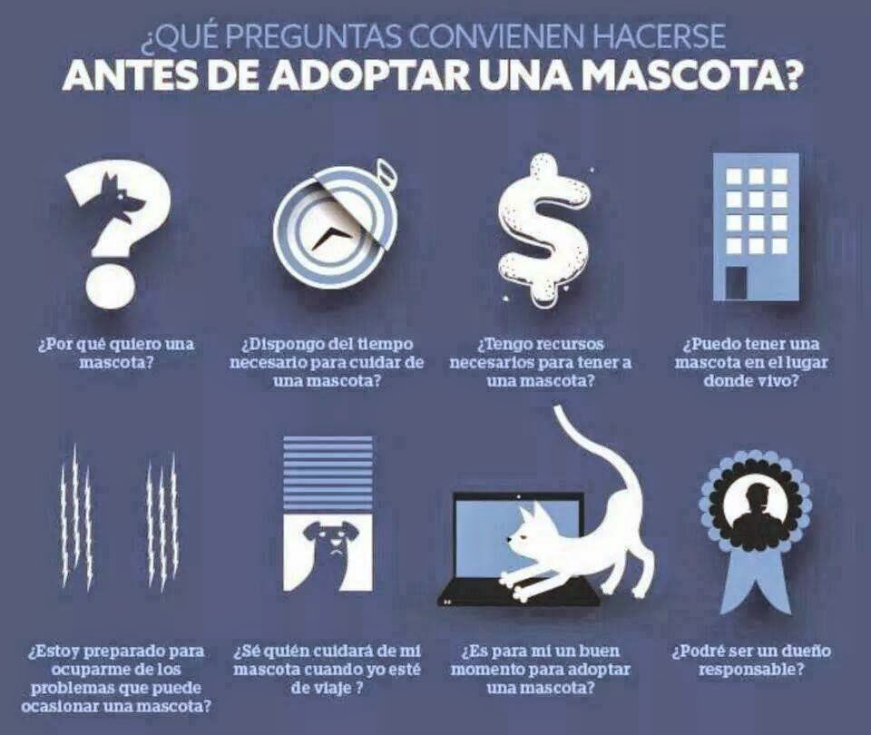 ¿Qué preguntas deben de hacerse antes de adoptar una mascota? Sdad. Protectora de Animales