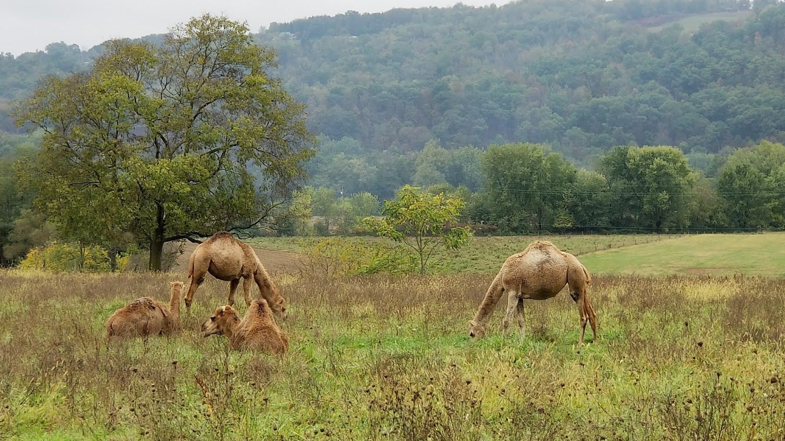 Valley Girl Views The Camels On 405 Between Watsontown Montgomery
