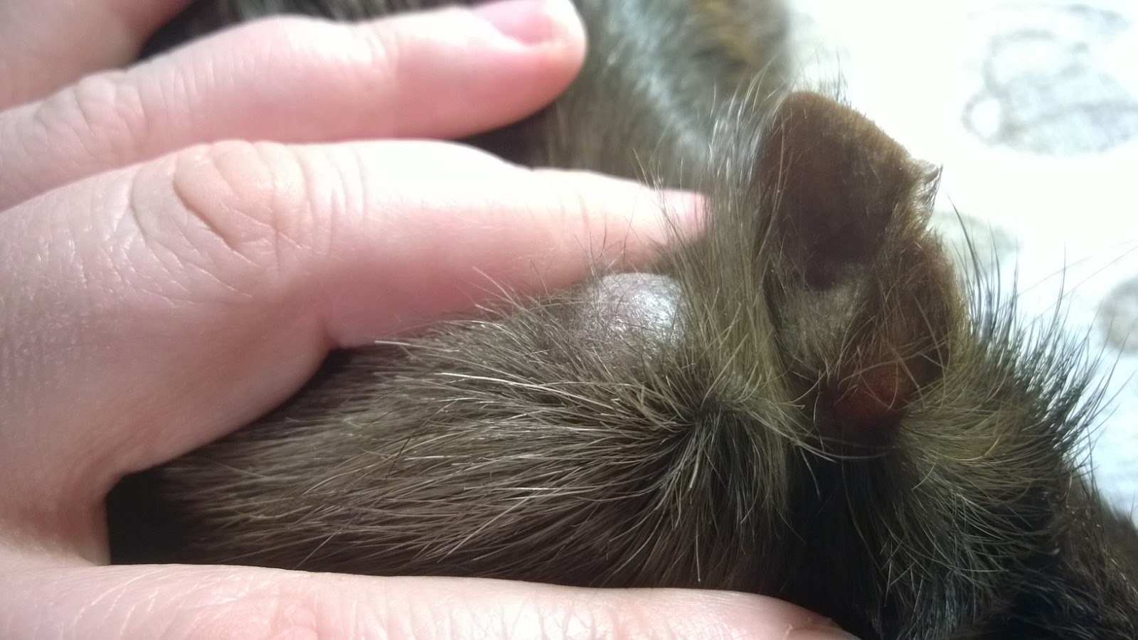 Is Your Guinea Pig Is Sick?: Behavioural And Physical Signs To Look Out