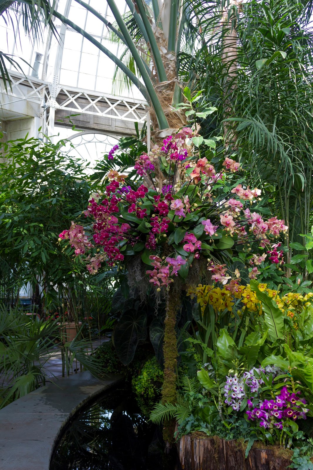 Maria's Orchids 2017 New York Orchid Show Phalaenopsis