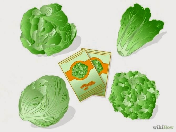 Lechuga tipos de hojas