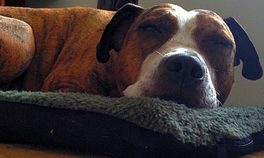 My Dog Sleeps on a Nicer Bed Than Me. LindsSays