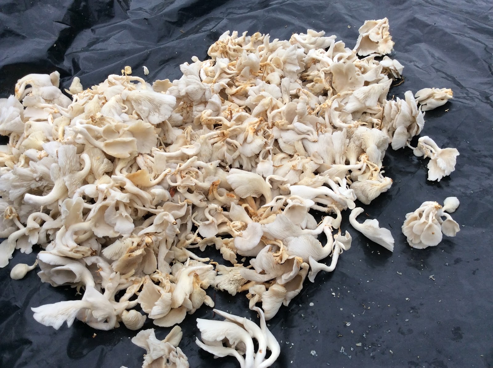 Ann Marcer in Nepal Mushrooms.