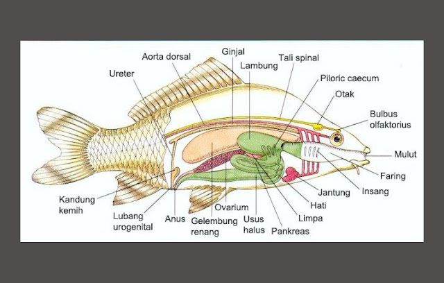 Pisces adalah hewan