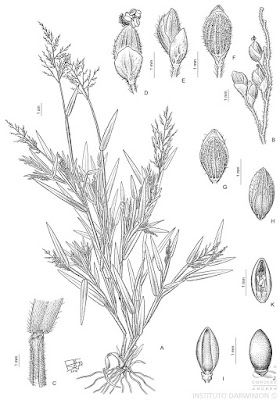 flora de la pampa Canutillo (Dichanthelium sabulorum)