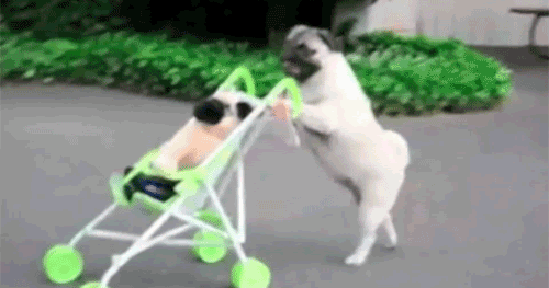 Cute-animals-doing-cute-things GIFs - Get the best GIF on GIPHY