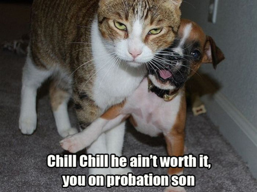 funny cat - Chill Son - Chill!