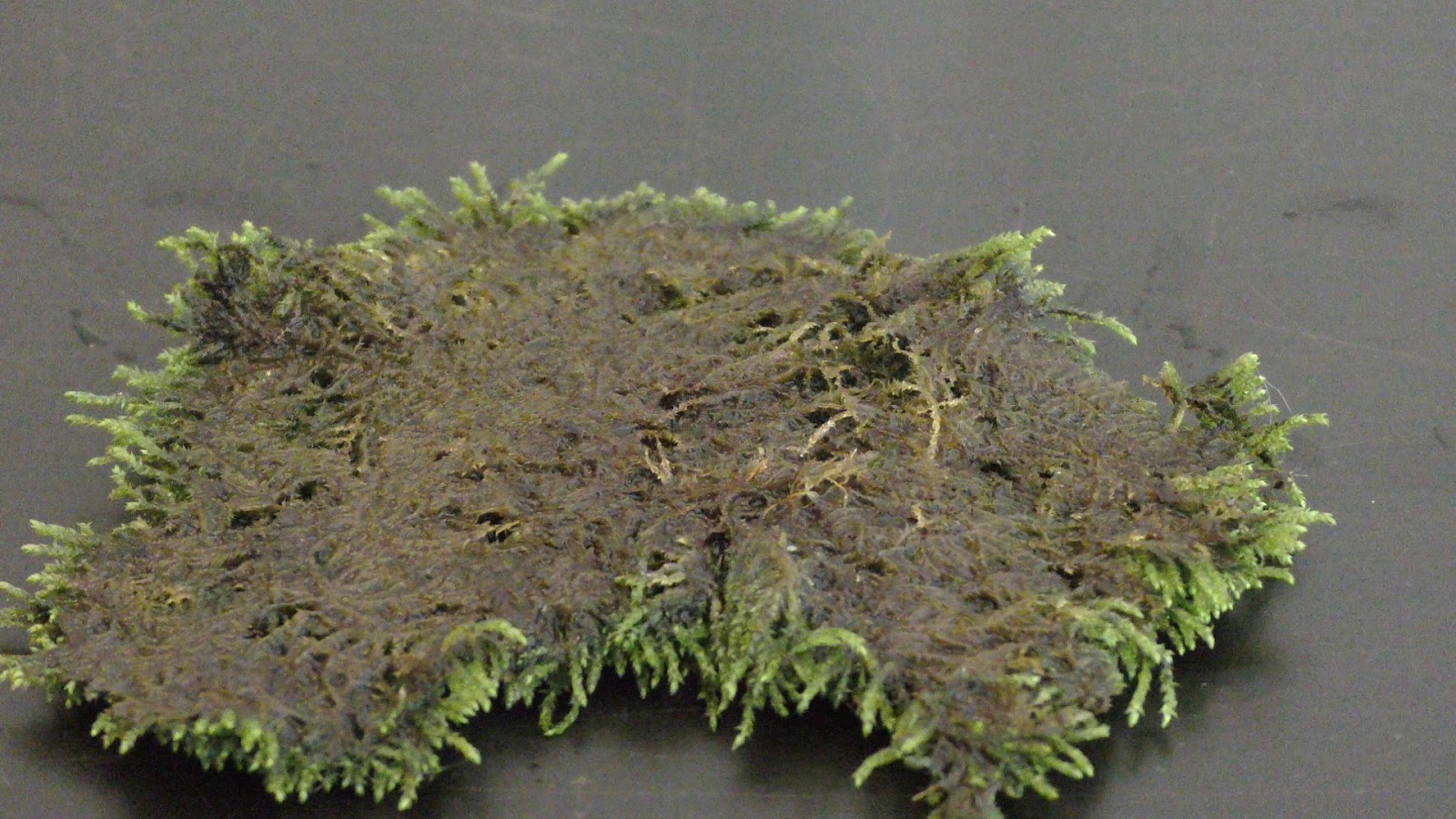 Random Bits Growing Land Moss in Aquarium