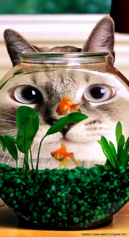 Funny Cat Fish HD iPhone Wallpaper Download Free HD Wallpapers