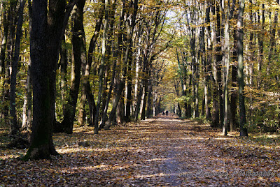 Toamna-Autumn-Herbst-Otoño-Toamna-Φθινόπωρο-Ősz