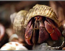 Kepiting Hermit Hewan Peliharaan Omivora Untuk Terarium bersembunyi