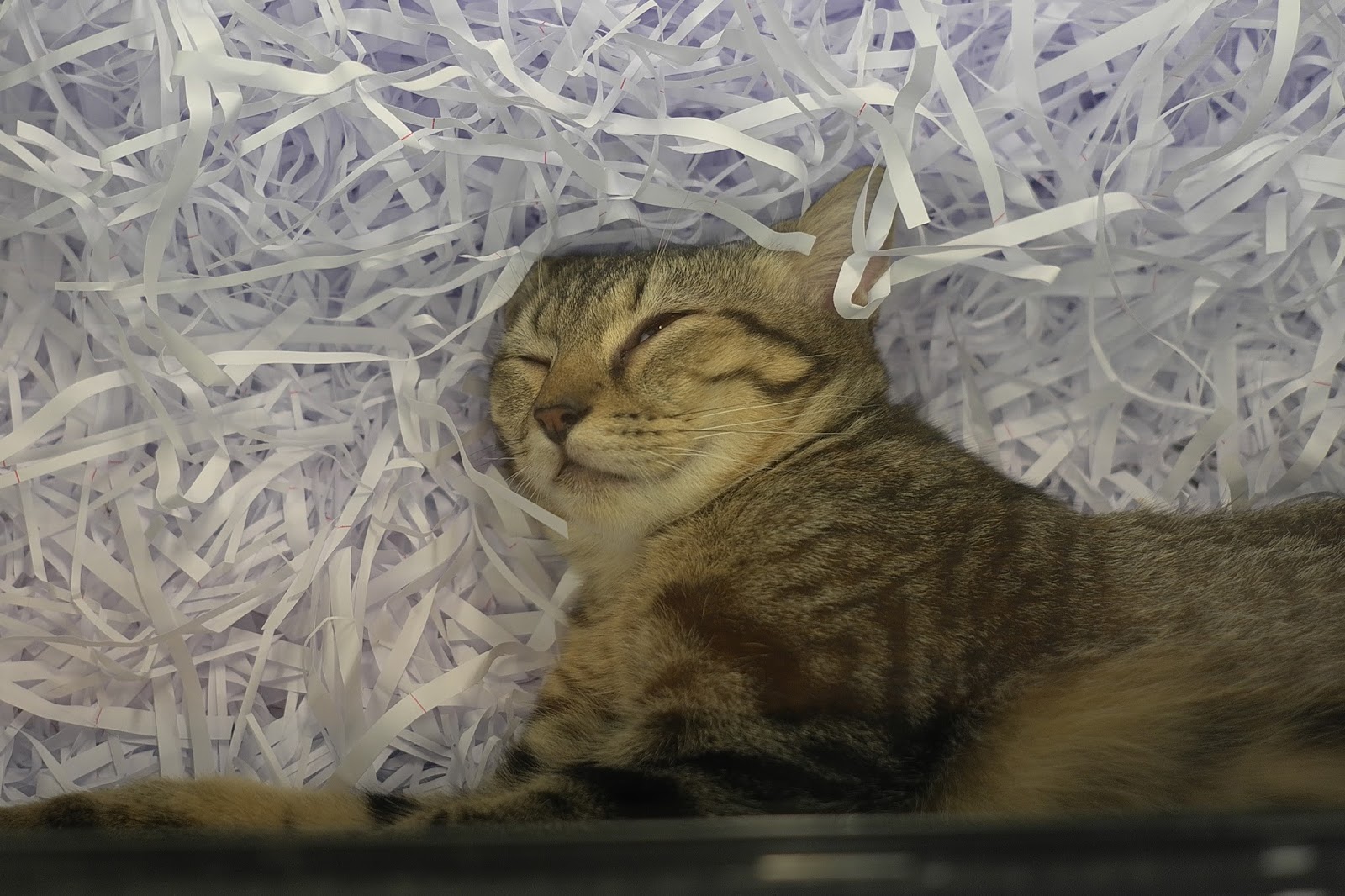 JE TunNel One of Top 10 largest Pet Shops in the World! CHEW THEAN