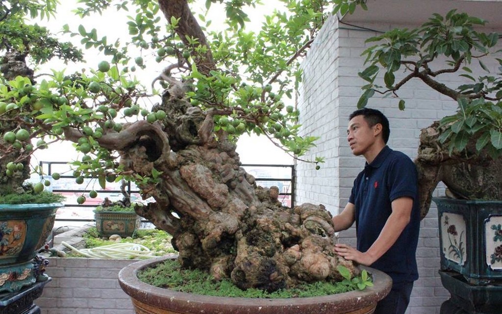 Cây ổi bonsai vô cùng quý hiếm, độc lạ - Trái cây Dũng mập