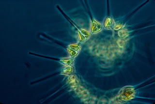 Pengertian Plankton | Mata Kuliah Planktonologi Laut