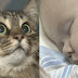 video Γάτα έσωσε βρέφος παρατημένο σε κούτα!