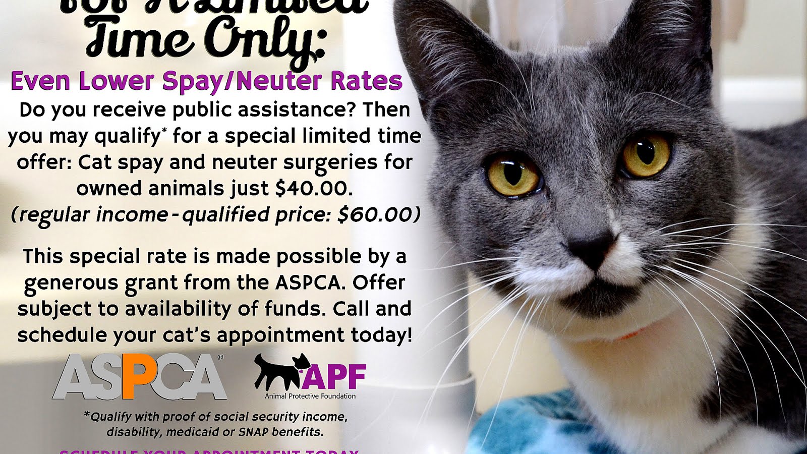 Price Of Spaying A Cat Cat Choices