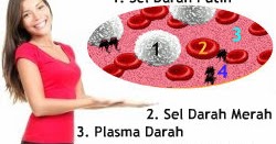 Sebutkan komponen penyusun sel-sel darah