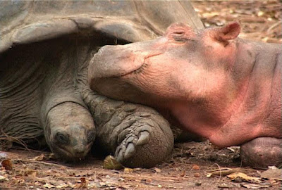 photograph of Owen and Mzee hippo and tortoise