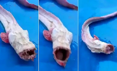 Το τέρας του βυθού! Τρόμαξαν με την ψαριά τους  