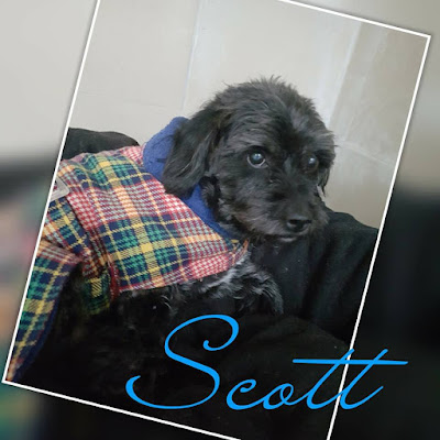 SCOTT - ratier 7 ans - Spa Dieppoise à Saint Aubin sur Scie (76) Scott