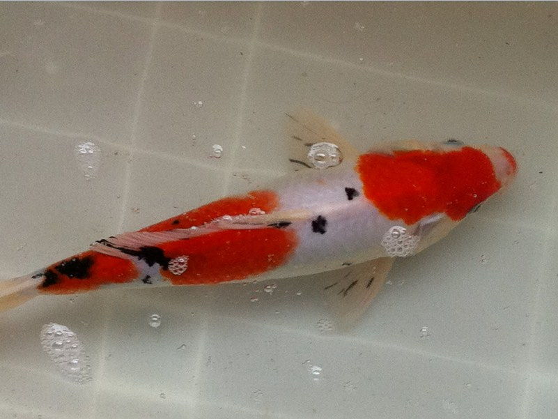 Gambar Ikan Koi