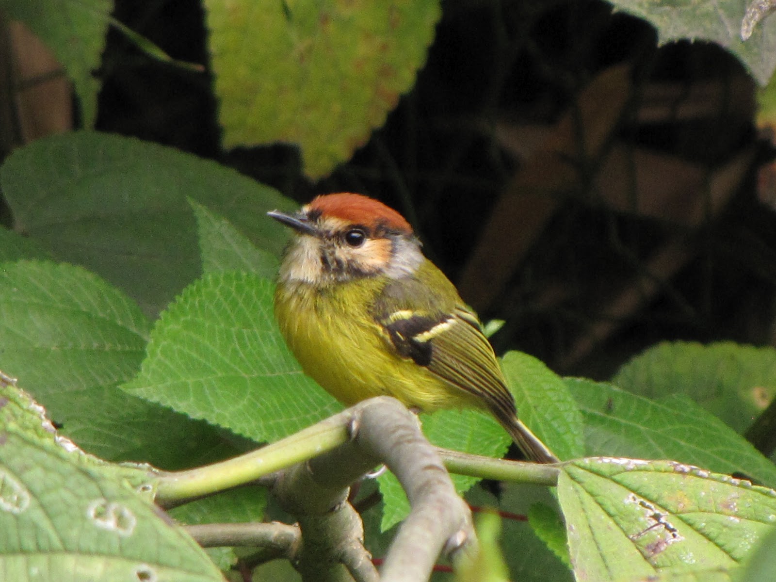 EJE CAFETERO - AVES DE CALDAS - BIRDS OF CALDAS -COLOMBIA: AVES ENTRE ...