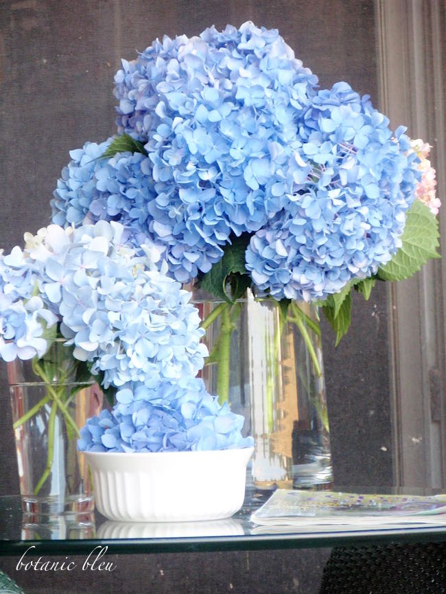 Hydrangeas A Calendar Of Bloom Times Strange S Florists