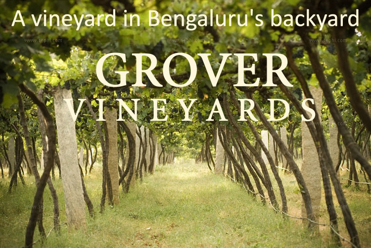 cafe idly bangalore A vineyard in Bengaluru's backyard Grover