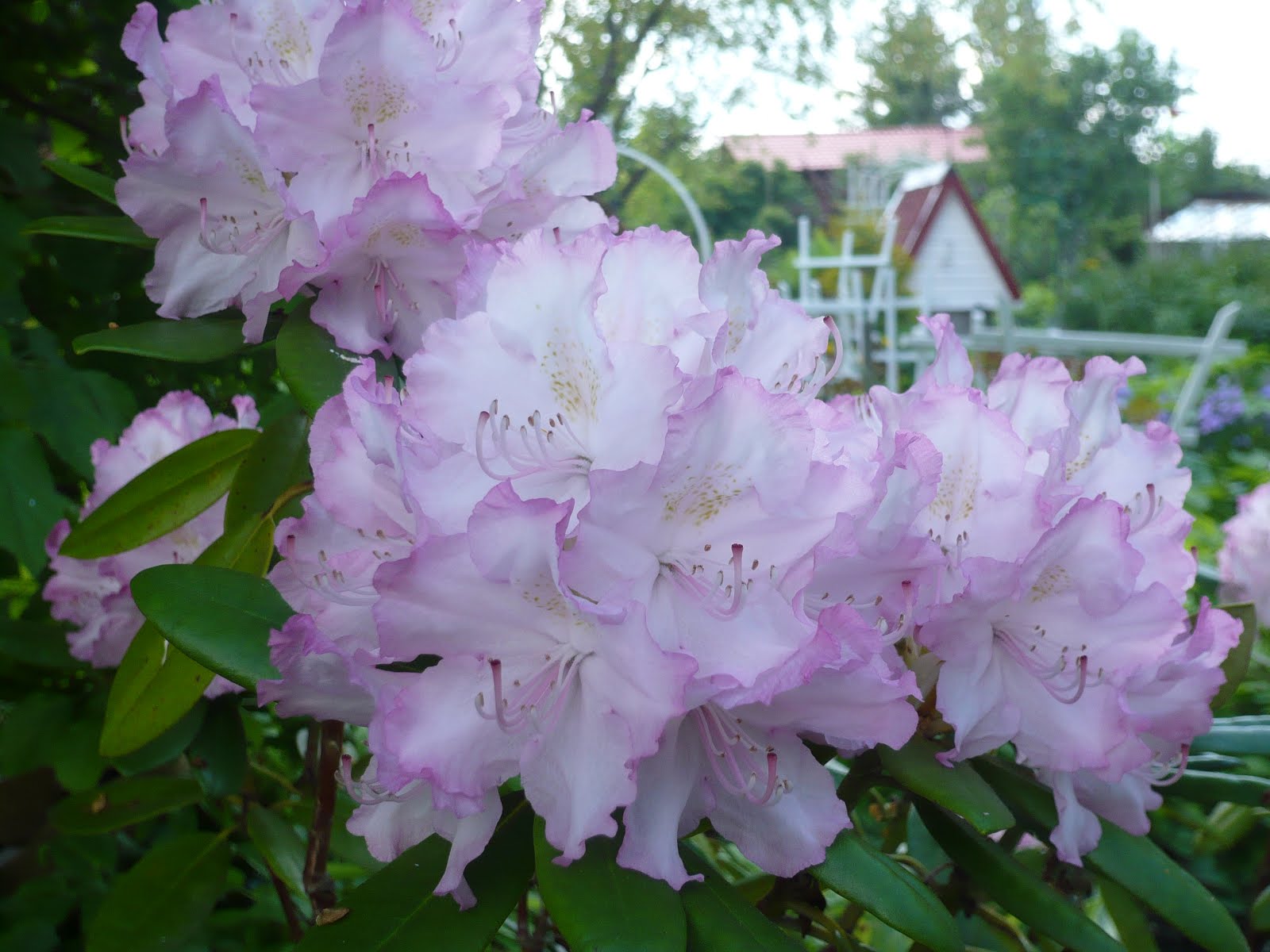 рододендрон низкорослый зимостойкий. рододендрон зимостойкие сорта. рододендрон фастуосум флоре плено. рододендрон голден торч. рододендроны для подмосковья сорта.