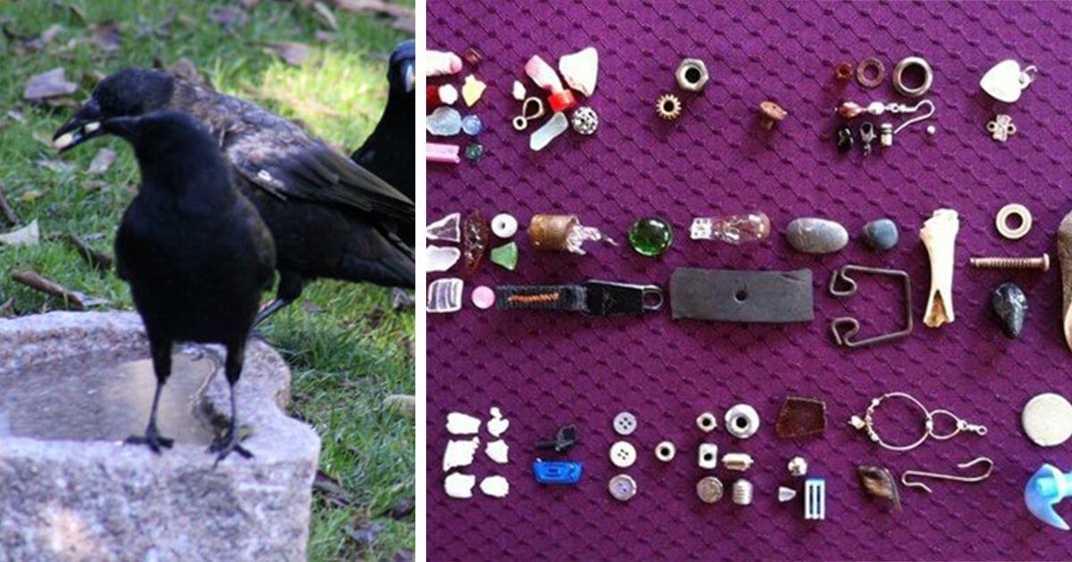 8-Year-Old Girl Has Been Feeding A Crow For 4 Years, And Now Receives Gifts From It