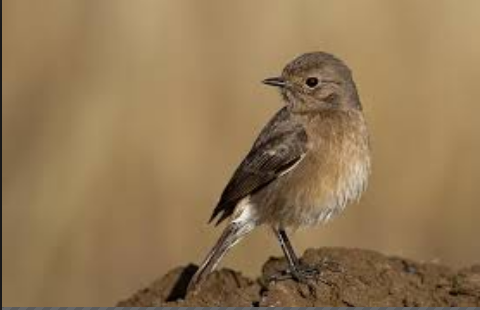 65 Gambar Burung Decu Gratis Gambar Burung