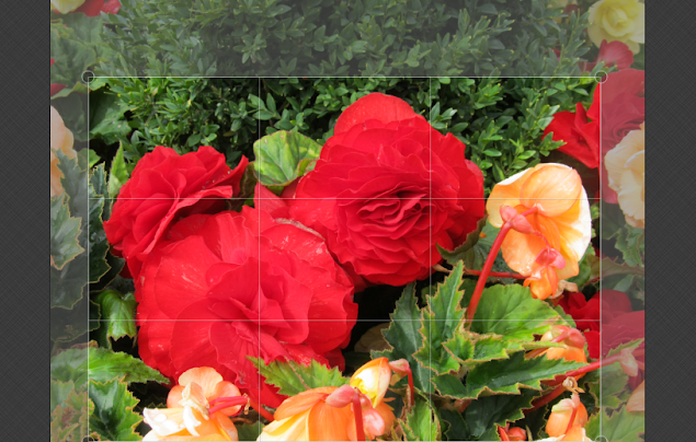 roses editing image