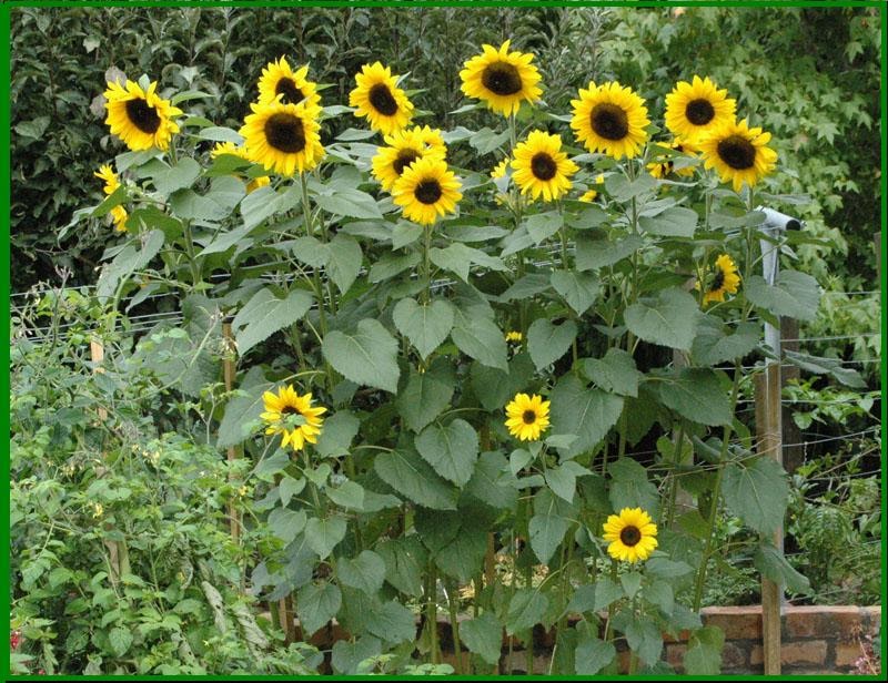 Briç Oyunu Reverse Drury