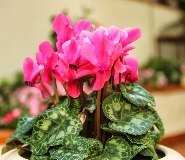 Detalles para decorar un patio o una terraza - Guia de jardin