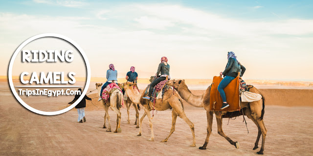 Riding%2BCamels%2BEgypt%2B-%2BTop%2B10%2