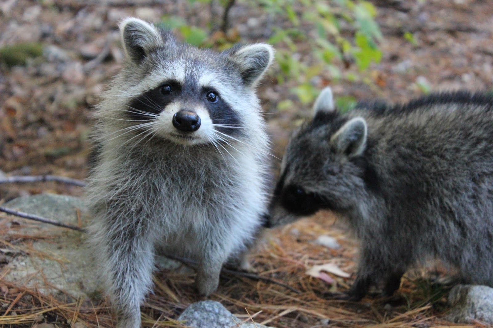 The Laughing Raccoon: Third raccoon release and stinker release!