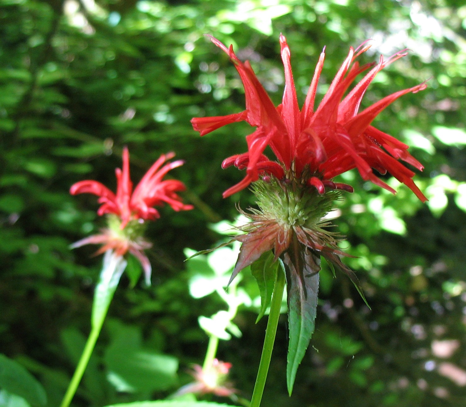 Using Georgia Native Plants: Summer Flowers In The Mountains