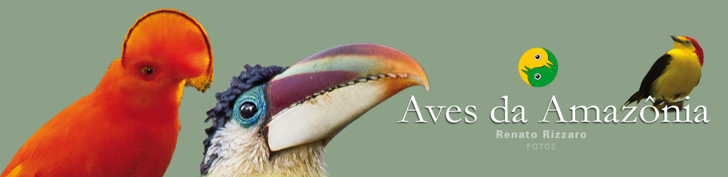 Aves da Amazonia